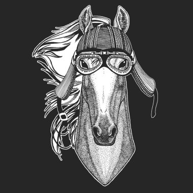 At, at, at. Vahşi hayvan portresi.