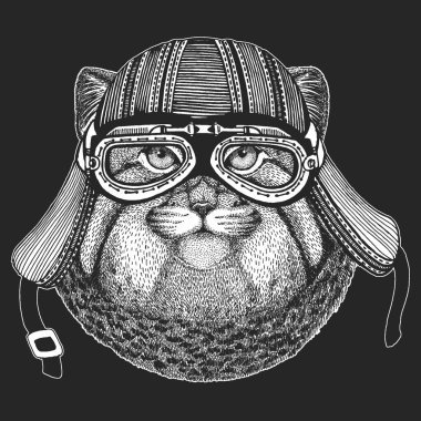 Pallas kedi kafası. Manul kafa. Vahşi kedi portresi.