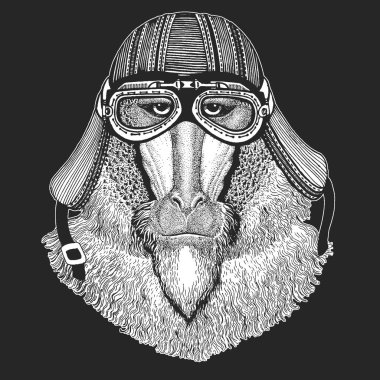 Maymun, maymun, maymun. Kafa, hayvan portresi.