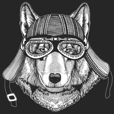 Kurt portresi. Vahşi hayvanların başı..