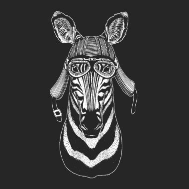 Zebra portresi. Vahşi hayvanların başı..