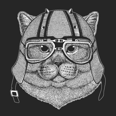 İngiliz kısa mesafe kedisi. İskoç katlama. Klasik motosiklet deri kaskı. Şirin kedi yavrusu. Havalı hayvan..