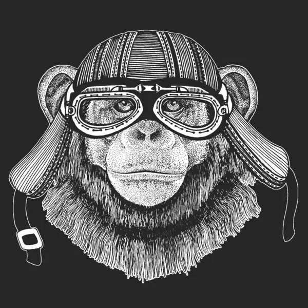 Chimpansee, portret. Apengezicht. Apenkop. — Stockvector