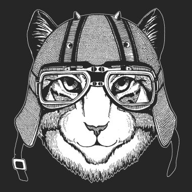 Evcil kedinin yüzü. Hayvan portresi. Klasik motosiklet deri kaskı. Şirin kedicik, kedicik.