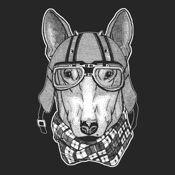 Chien, bullterrier. Casque moto vintage en cuir . — Image vectorielle