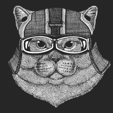 İngiliz kısa mesafe kedisi. İskoç katlama. Klasik motosiklet deri kaskı. Şirin kedi yavrusu. Havalı hayvan..