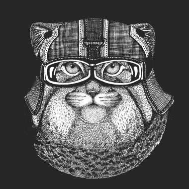 Pallas kedi kafası. Manul kafa. Klasik motosiklet deri kaskı. Vahşi kedi portresi.