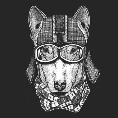 Köpek, bullterrier. Klasik motosiklet deri kaskı..