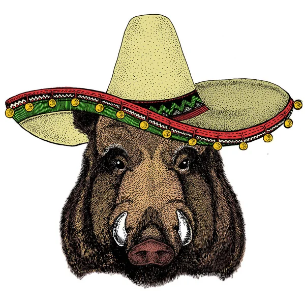 Портрет дикой свиньи, кабана, свиньи. Мексиканская шляпа Сомбреро. Лицо храброго животного. — стоковое фото