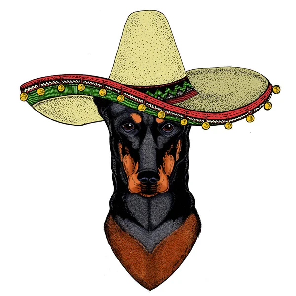 Hund, Dobermann. Sombrero mexikanischen Hut. Porträt eines Tieres. — Stockfoto