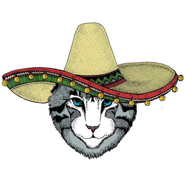 Visage de chat domestique. Chapeau sombrero mexicain. Portrait d'animal. Chaton mignon, chaton. — Photo