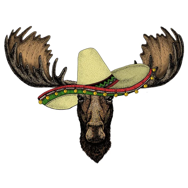 Tête d'orignal. Chapeau sombrero mexicain. Portrait d'animal drôle. — Photo