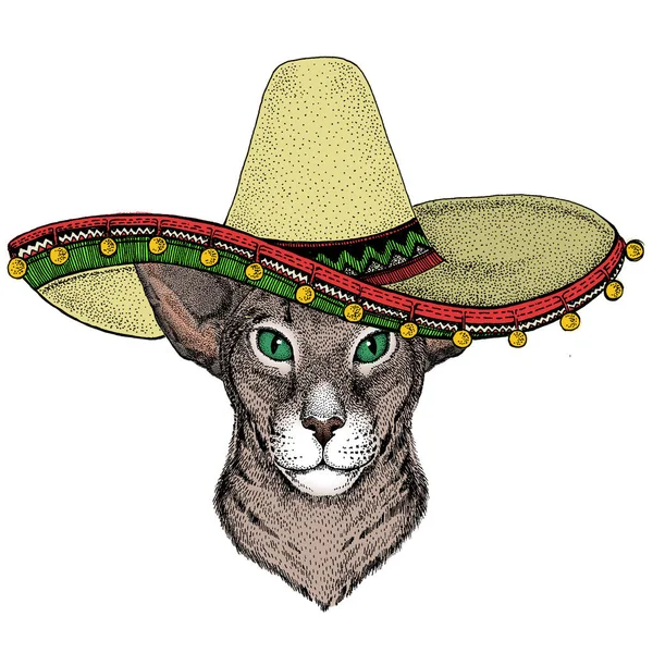 Cabeça de gato oriental. Chapéu mexicano sombrero. Retrato de animal . — Fotografia de Stock