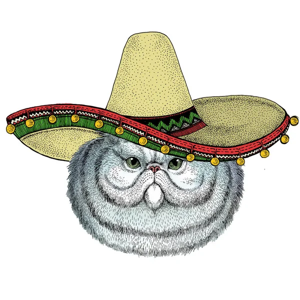 Chat à poil long persan. Pet Portail. Chapeau sombrero mexicain. Tête d'animal. Visage de chatte . — Photo