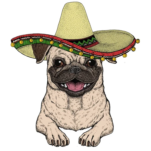 Disznó. Aranyos állatportré. Sombrero mexikói kalap. Kutyafej. — Stock Fotó