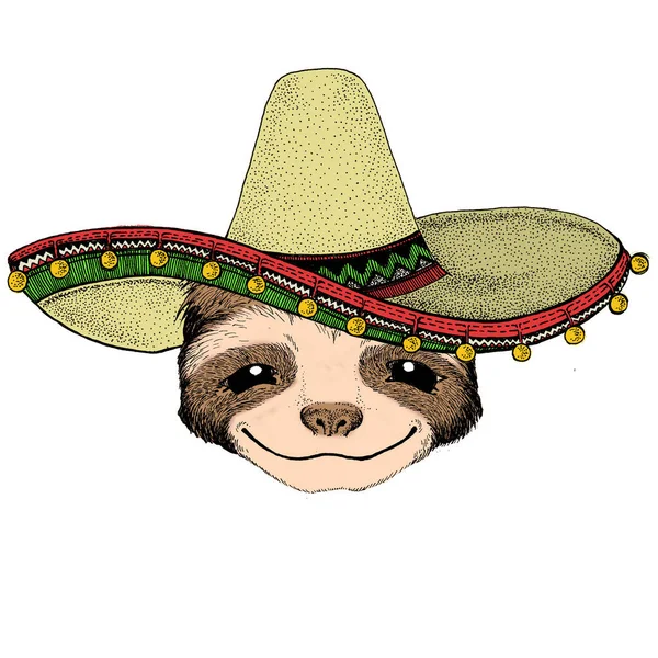 Sloth portrait. Sombrero mexican hat. Face of cute animal. — Stock Photo, Image