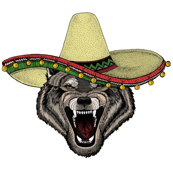 Portrait de loup. Chapeau sombrero mexicain. Tête d'animal sauvage. — Photo