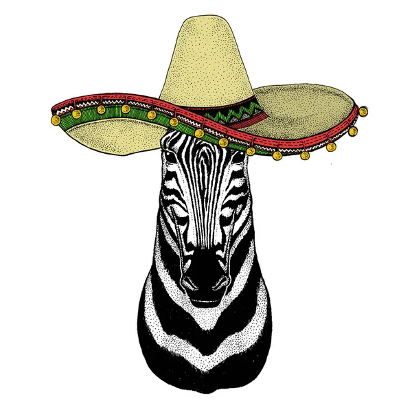 Zebra portrait. Sombrero mexican hat. Head of wild animal. — Stock Photo, Image