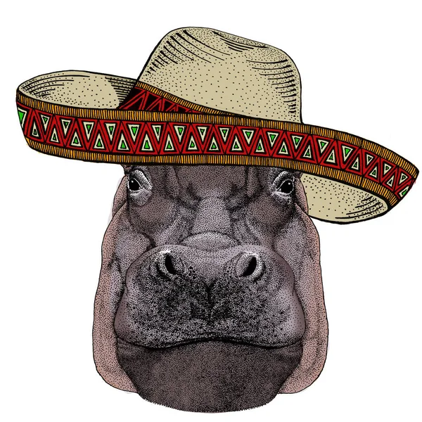 Retrato de hipopótamo, hipopótamo. Sombrero sombrero mexicano. Animales salvajes africanos . — Foto de Stock