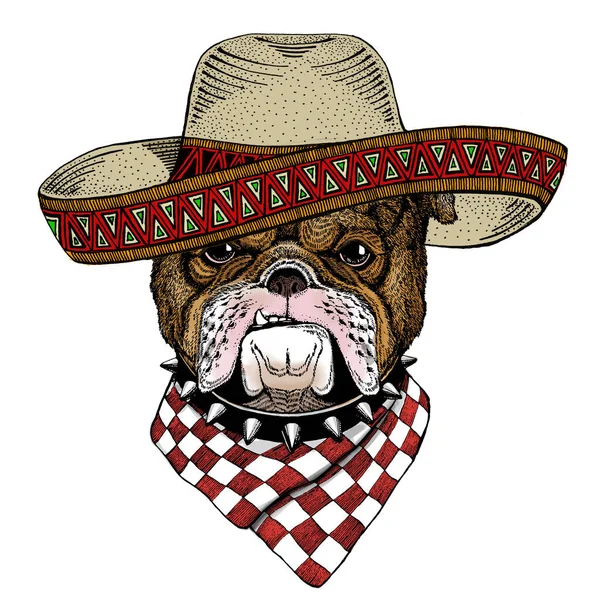Buldog, psie. Sombrero meksykański kapelusz. Portret uroczego zwierzęcia. — Zdjęcie stockowe