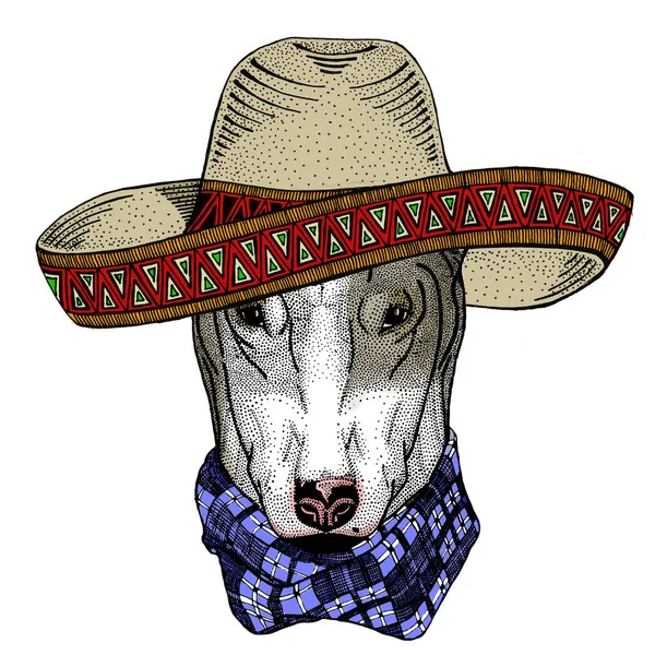 Bullterrier, perro. Sombrero sombrero mexicano. Retrato de animal de dibujos animados. — Foto de Stock
