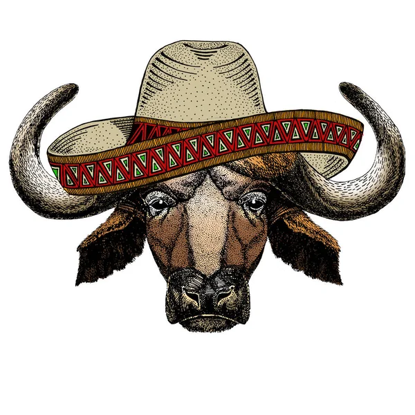 Portrait de buffle, bison, taureau, vache. Chapeau sombrero mexicain. Visage de l'animal . — Photo