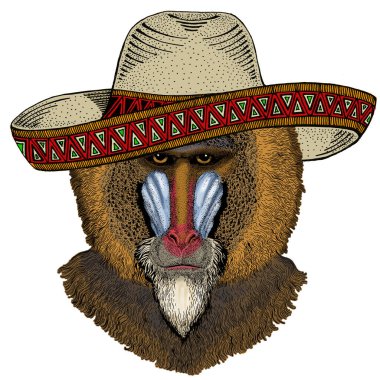 Maymun, maymun, maymun. Meksika şapkalı Sombrero. Kafa, hayvan portresi.