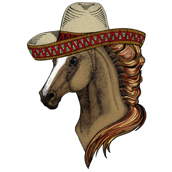 Cavallo, destriero, corsaro. Cappello sombrero messicano. Ritratto di animale selvatico. — Foto Stock