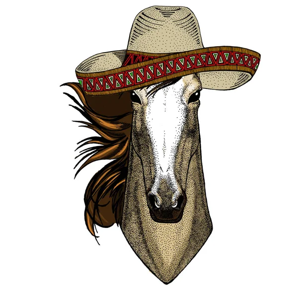 Hevonen, ratsu, hovimestari. Sombreron meksikolaishattu. Luonnonvaraisen eläimen muotokuva. — kuvapankkivalokuva