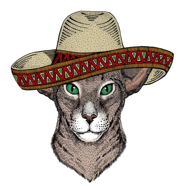 Cabeça de gato oriental. Chapéu mexicano sombrero. Retrato de animal . — Fotografia de Stock