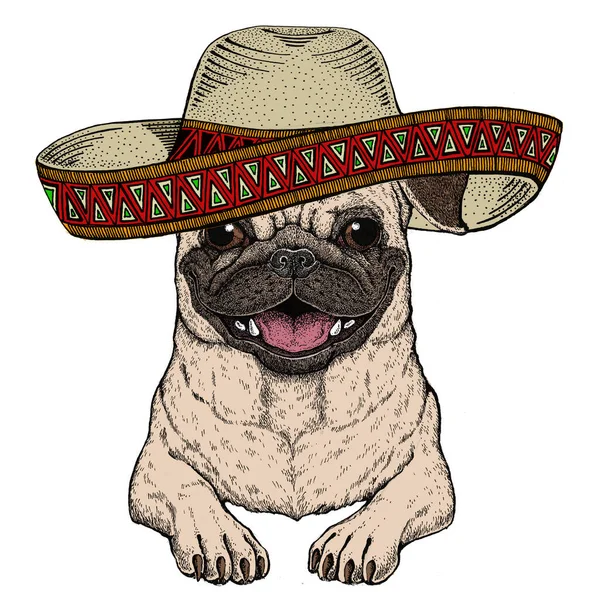 Disznó. Aranyos állatportré. Sombrero mexikói kalap. Kutyafej. — Stock Fotó