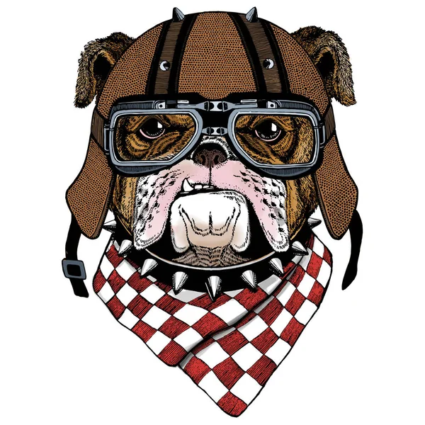 Bulldog, perro. Retrato de lindo animal. Casco de moto. —  Fotos de Stock