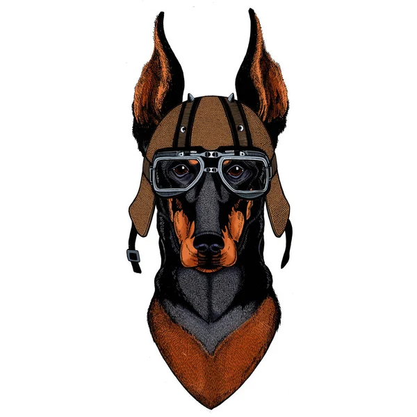 Dog, doberman. Portait of animal. Motorcycle helmet. — Stock Photo, Image