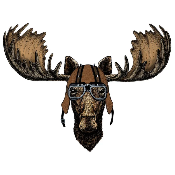 Moose head. Portrait of funny animal. Motorcycle helmet. — Stock Photo, Image