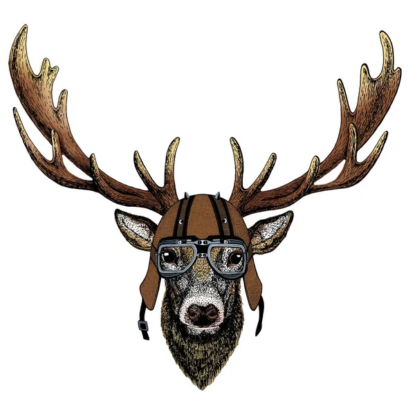 Deer portrait. Head of wild animal. Motorcycle helmet. — Stock Photo, Image