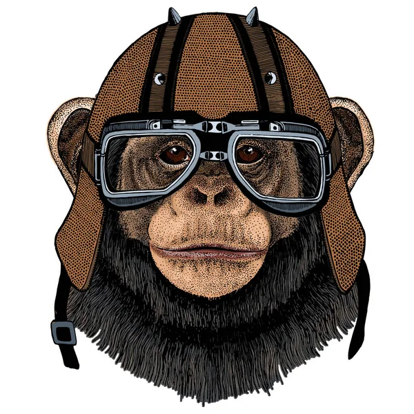 Chimpanzé, retrato de chimpanzé. Cara de macaco. Cabeça de macaco. Capacete de motocicleta . — Fotografia de Stock