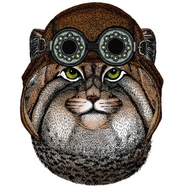 Pallas kedi kafası. Manul kafa. Vahşi kedi portresi. Havacı, Google 'lı deri kask..