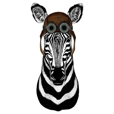 Zebra portresi. Vahşi hayvanların başı. Havacı, Google 'lı deri kask..