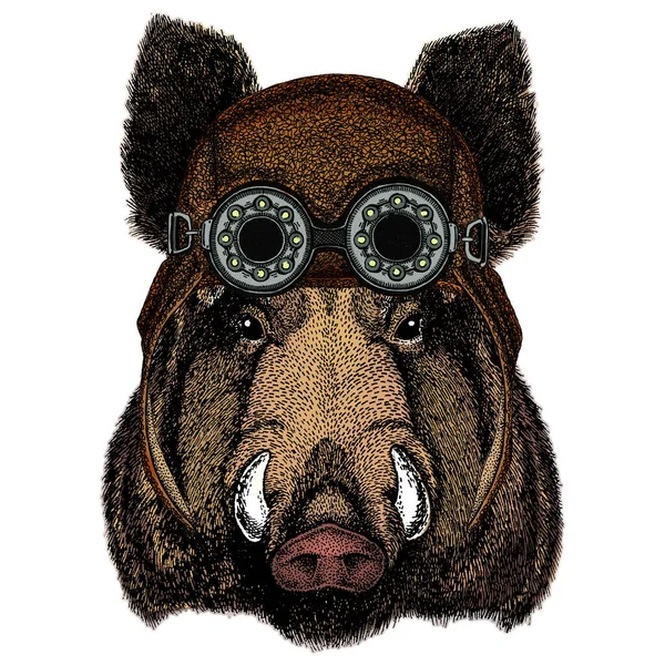 Retrato de porco selvagem, javali, porco. Cara de animal corajoso. Aviador capacete de couro voador com óculos . —  Vetores de Stock