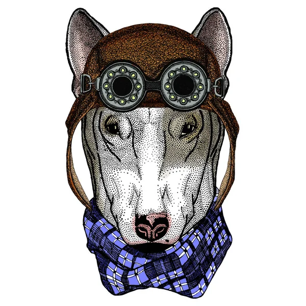 Bullterrier, perro. Retrato de animal de dibujos animados. Aviador volando casco de cuero con googles . — Archivo Imágenes Vectoriales