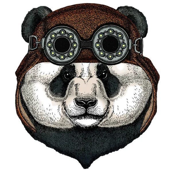 Grande panda, retrato de urso de bambu. Cara de animal bonito. Cabeça de urso. Aviador capacete de couro voador com óculos . —  Vetores de Stock