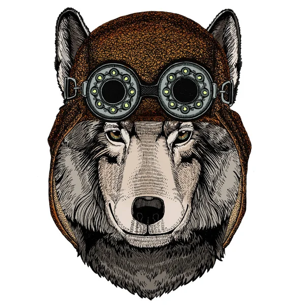Retrato de lobo. Cabeça de animal selvagem. Aviador capacete de couro voador com óculos . —  Vetores de Stock