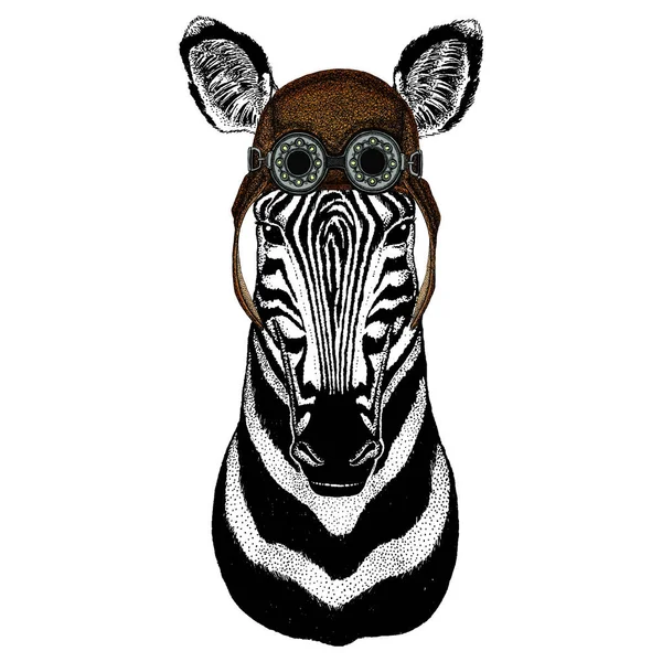 Zebra portrait. Head of wild animal. Aviator flying leather helmet with googles. — Stock Vector