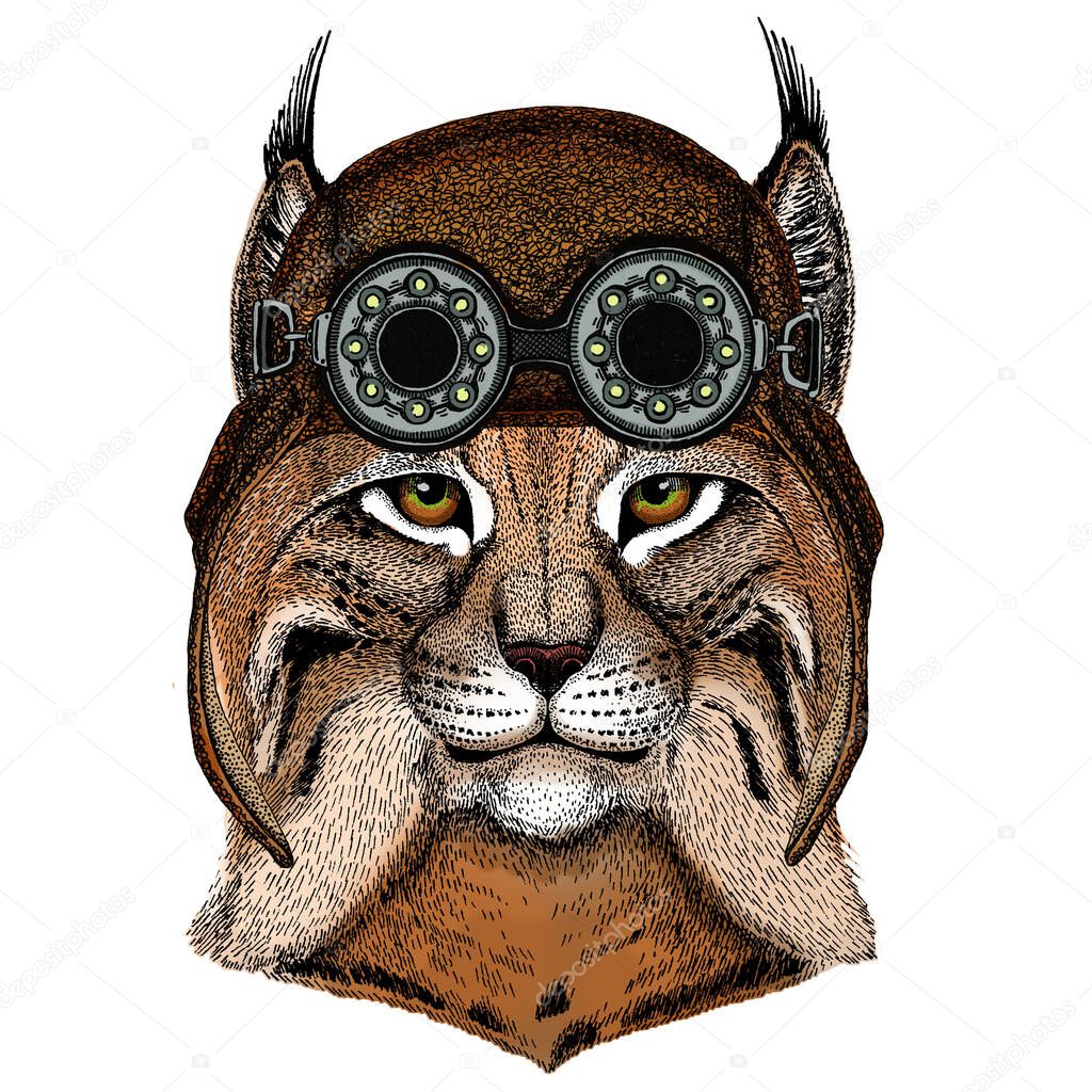 Lynx, bobcat, trot portrait. Head of wild cat. Animal face. Aviator flying leather helmet with googles.