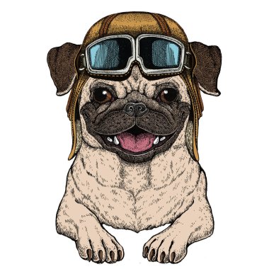 Pug. Güzel hayvan portresi. Köpek kafası. Google 'lı vintage havacı kaskı.