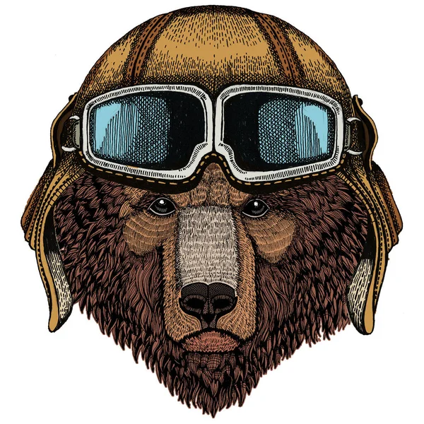 Urso selvagem. Retrato de animal. Capacete aviador vintage com óculos . — Vetor de Stock