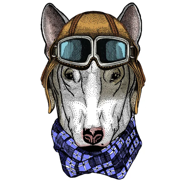 Bullterrier, dog. Portrait of cartoon animal. Vintage aviator helmet with googles. — Stock Vector