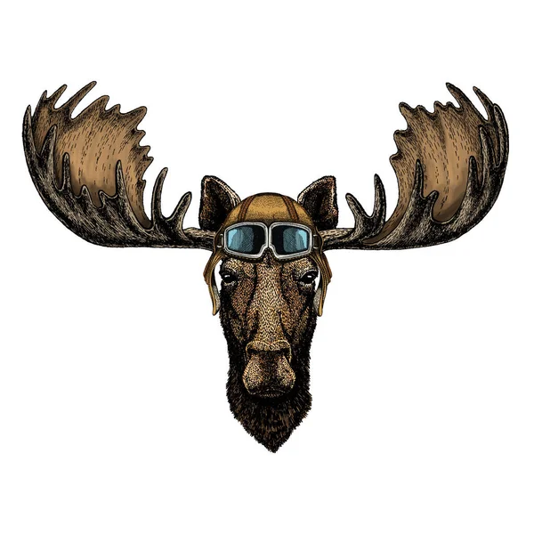 Moose head. Portrait of funny animal. Vintage aviator helmet with googles. — Stock Vector