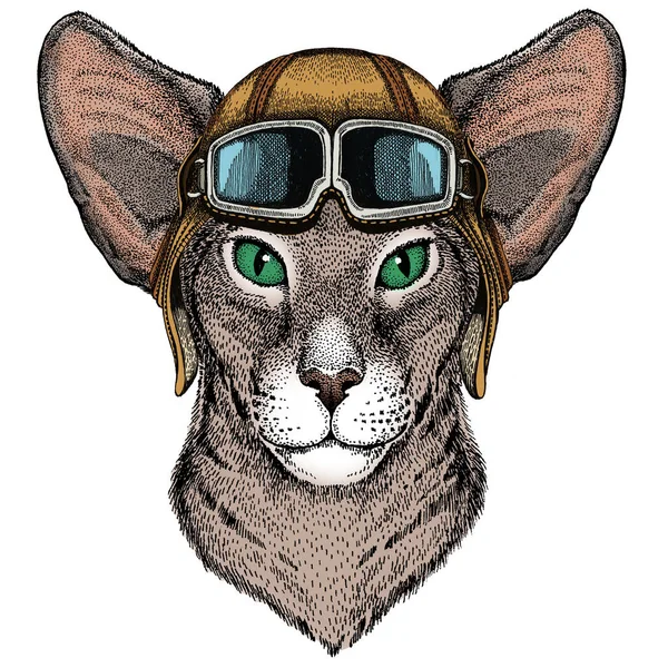 Orientalische Kurzhaarkatze. Tierporträt. Oldtimer Fliegerhelm mit Brille. — Stockvektor