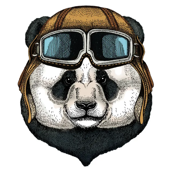 Großer Panda, Bambusbär. Gesicht des niedlichen Tieres. Bärenkopf. Oldtimer Fliegerhelm mit Brille. — Stockvektor